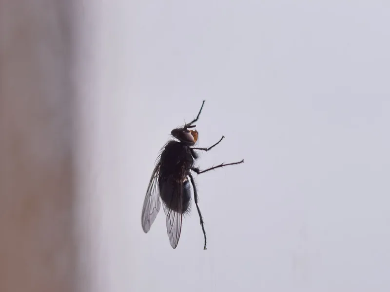 ذبابة منزلية على زجاج نافذة